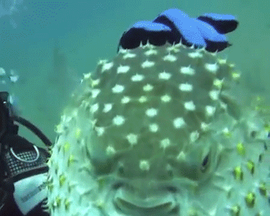 화가 난 복어 | 인스티즈