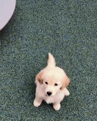 놀이터에서 미끄럼틀 타는 인절미 | 인스티즈