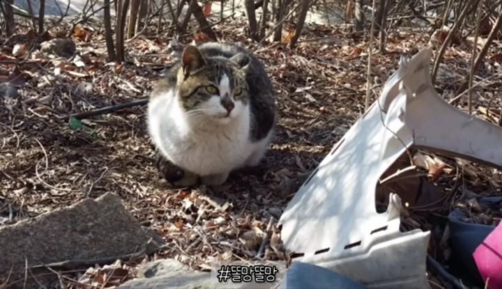 산냥이시절과 집냥이시절이 완전 다른 고양이 | 인스티즈