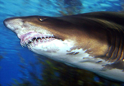 상어의 구강구조 ㄷㄷㄷㄷ.JPGIF | 인스티즈