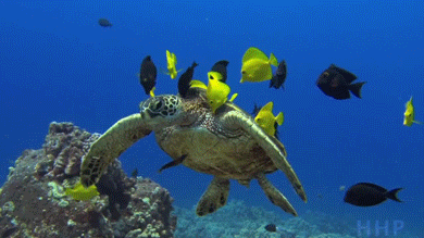 바다 거북 목욕시켜주는 물고기들 | 인스티즈