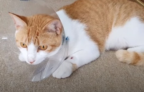 [매탈남] 새벽 3시에 지네랑 싸우다가 물린 고양이 까칠이.gif | 인스티즈