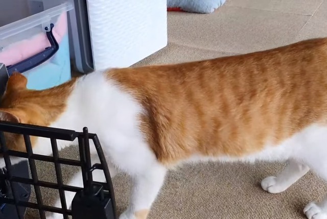 [매탈남] 새벽 3시에 지네랑 싸우다가 물린 고양이 까칠이.gif | 인스티즈