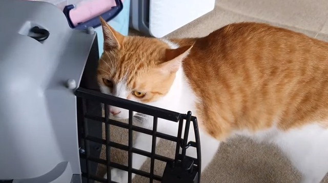 [매탈남] 새벽 3시에 지네랑 싸우다가 물린 고양이 까칠이.gif | 인스티즈