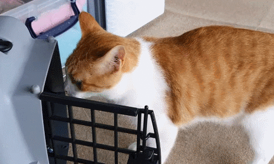 [매탈남] 새벽 3시에 지네랑 싸우다가 물린 고양이 까칠이.gif | 인스티즈