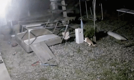 [매탈남] 새벽 3시에 지네랑 싸우다가 물린 고양이 까칠이.gif | 인스티즈