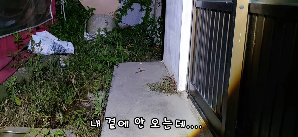 [매탈남] 살고 싶어서 새벽 2시에 찾아온 새끼 고양이 | 인스티즈