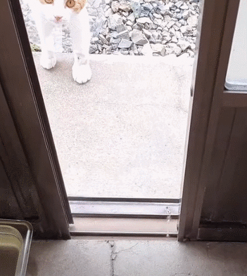 [매탈남] 새벽 3시에 지네랑 싸우다가 물린 고양이 까칠이.gif | 인스티즈