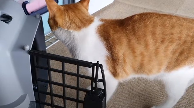 [매탈남] 새벽 3시에 지네랑 싸우다가 물린 고양이 까칠이.gif | 인스티즈