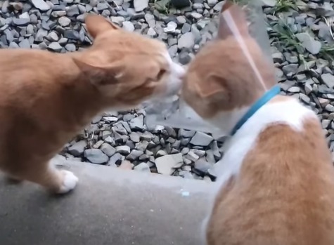 [매탈남] 새벽 3시에 지네랑 싸우다가 물린 고양이 까칠이.gif | 인스티즈