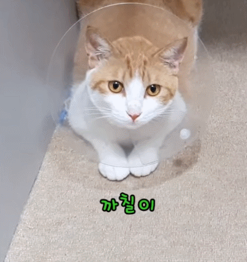 [매탈남] 새벽 3시에 지네랑 싸우다가 물린 고양이 까칠이.gif | 인스티즈