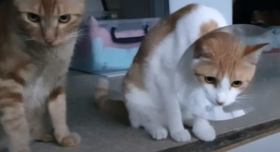 [매탈남] 새벽 3시에 지네랑 싸우다가 물린 고양이 까칠이.gif | 인스티즈