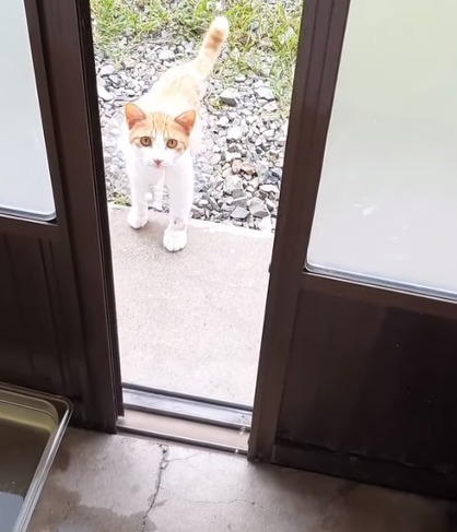 [매탈남] 새벽 3시에 지네랑 싸우다가 물린 고양이 까칠이.gif | 인스티즈