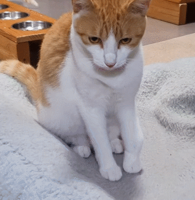 [매탈남] 새벽 3시에 지네랑 싸우다가 물린 고양이 까칠이.gif | 인스티즈