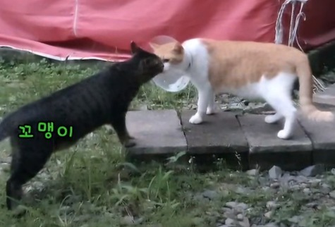 [매탈남] 새벽 3시에 지네랑 싸우다가 물린 고양이 까칠이.gif | 인스티즈