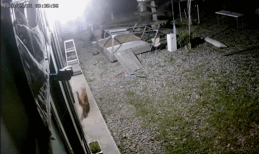 [매탈남] 새벽 3시에 지네랑 싸우다가 물린 고양이 까칠이.gif | 인스티즈