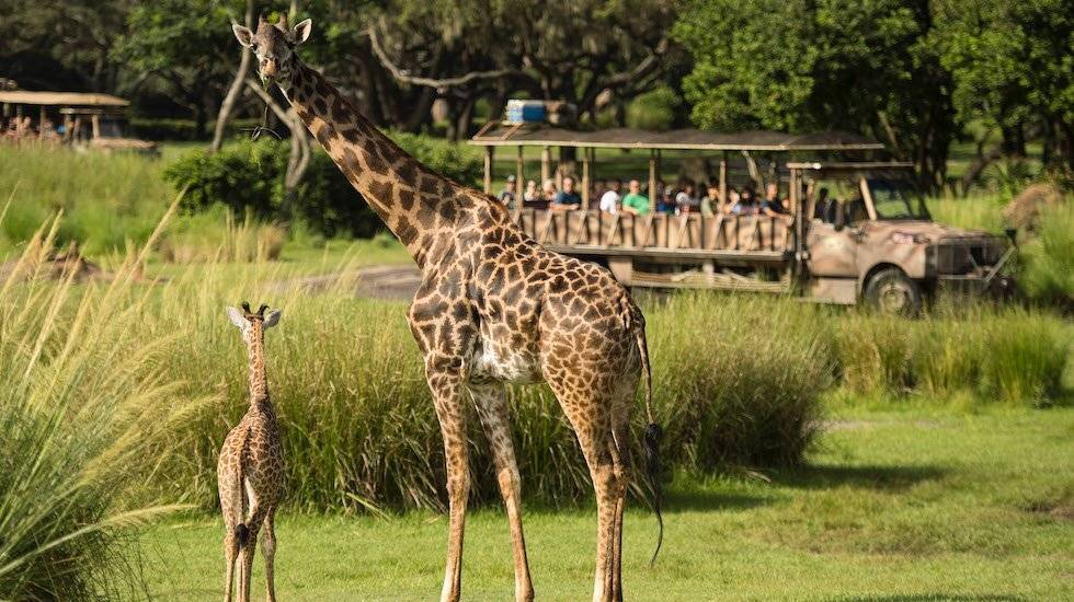 세계에서 관광객이 가장 많이 방문하는 테마파크-월트 디즈니 월드 | 인스티즈
