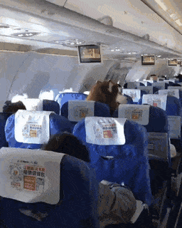 비행기 승객이 뭔가 이상하다 | 인스티즈