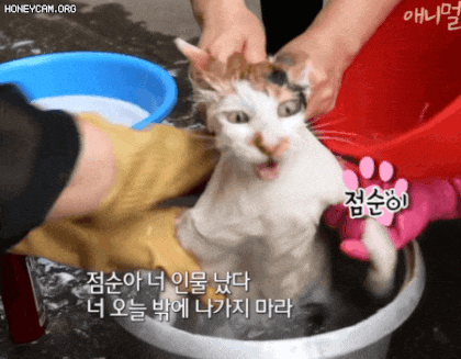 sss급 물냥이 | 인스티즈