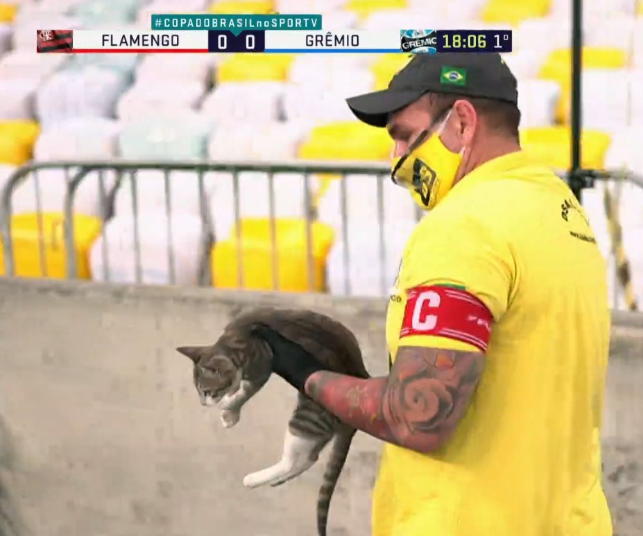 중계 중에 등장한 고양이.gif | 인스티즈