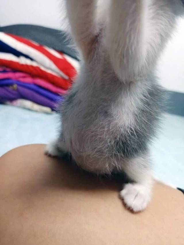 분유 다 먹은 아기고양이 | 인스티즈