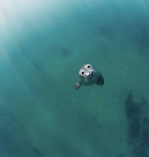 스킨스쿠버를 만난 바다표범 | 인스티즈