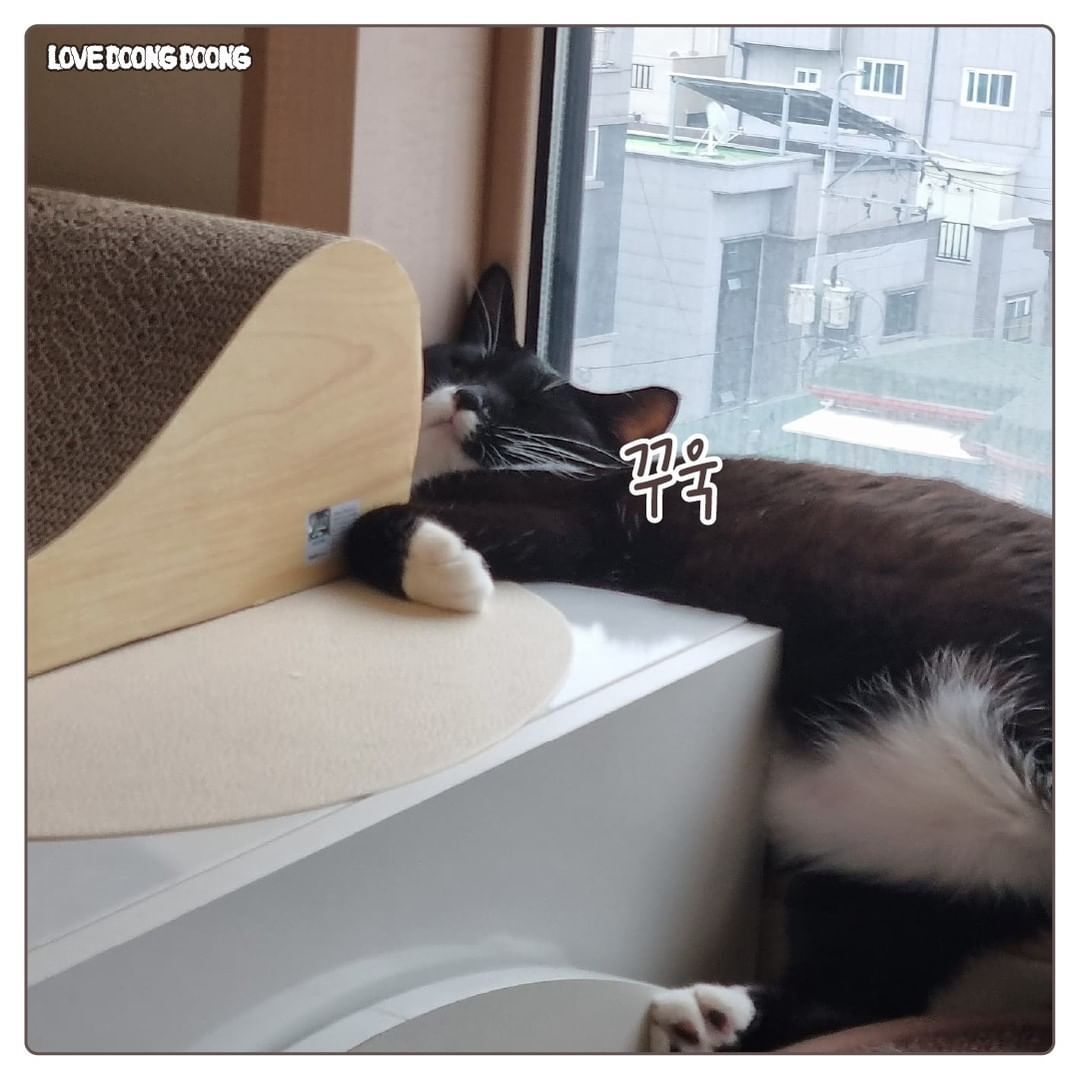 창틀에 낑겨서 자는 고양이.jpg | 인스티즈