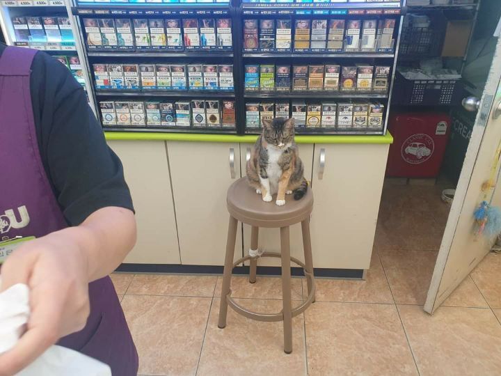 알바가 맘에 안드는 고양이.jpg | 인스티즈