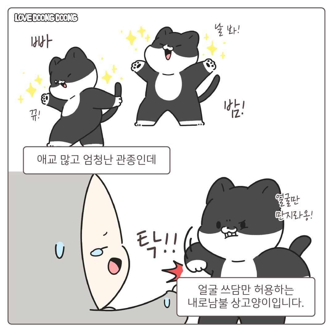 창틀에 낑겨서 자는 고양이.jpg | 인스티즈
