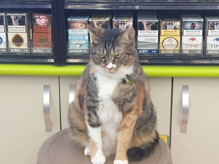 알바가 맘에 안드는 고양이.jpg | 인스티즈