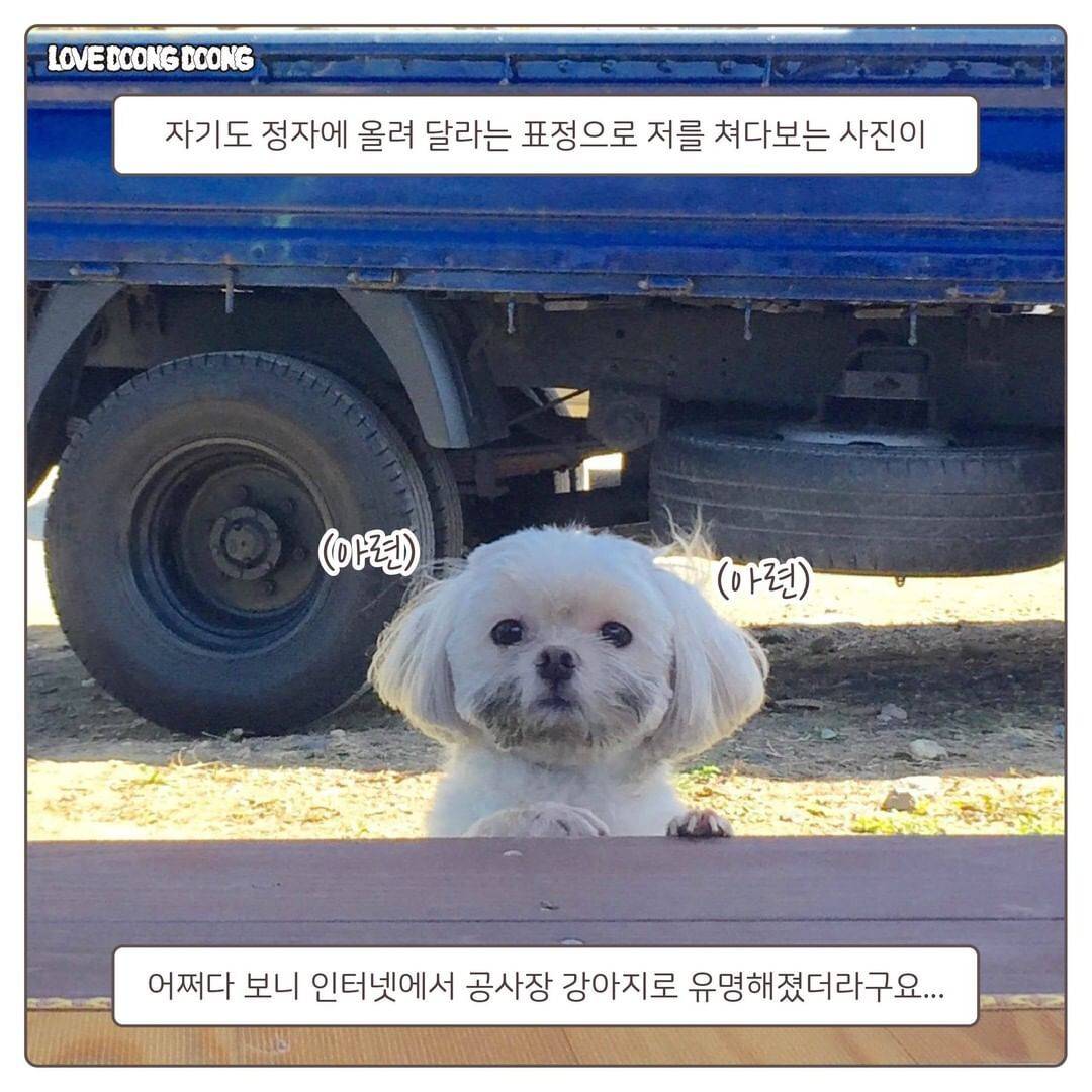 어느 댕댕이가 공사장 댕댕이가 된 이유.jpg | 인스티즈