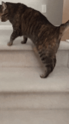 계단을 이상하게 내려오는 고양이 | 인스티즈