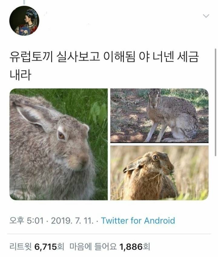아이돌로 보는 한국 토끼와 외국 토끼의 차이 (feat.세븐틴) | 인스티즈