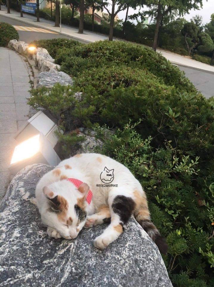 교수 : 학교의 주인이 고양이인 것처럼 느껴집니다 | 인스티즈