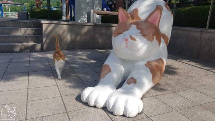 교수 : 학교의 주인이 고양이인 것처럼 느껴집니다 | 인스티즈