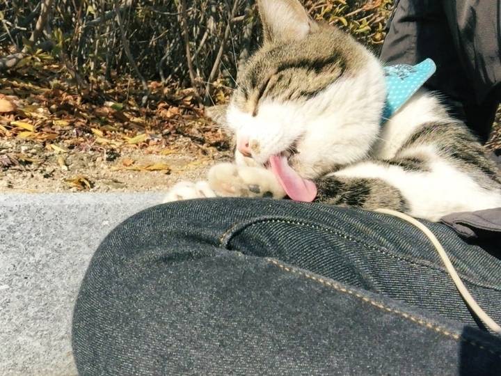 교수 : 학교의 주인이 고양이인 것처럼 느껴집니다 | 인스티즈