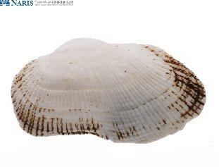 조개싸움 | 인스티즈