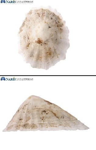 조개싸움 | 인스티즈