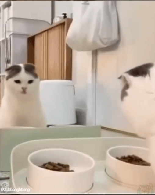 거울 본 고양이 반응 | 인스티즈