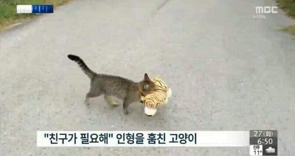 친구가 필요한 고양이 | 인스티즈