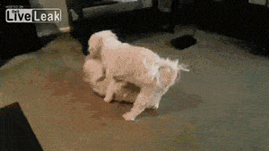 수컷을 두마리 키우면 생기는 일.GIF | 인스티즈