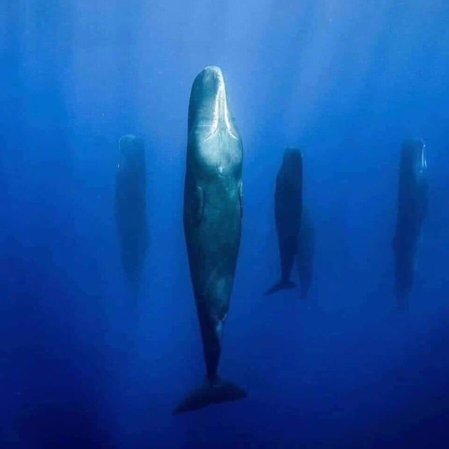 향유고래가 잠자는 방법.jpg | 인스티즈