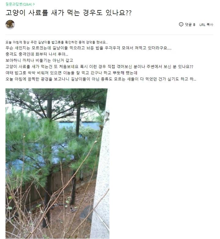 비둘기를 혐오하는 사람들 | 인스티즈