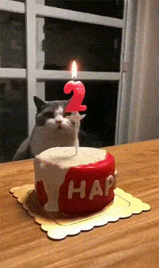 고양이 생일 케이크 ㅋㅋ | 인스티즈