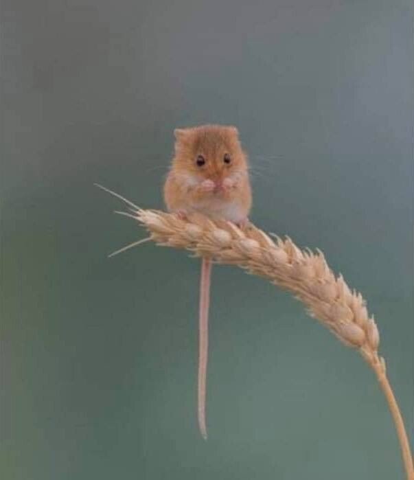 진짜 작고 귀여운 쥐.jpg | 인스티즈