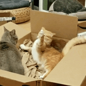 고양이 vs 꼬리 | 인스티즈