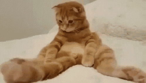 고양이 vs 꼬리 | 인스티즈