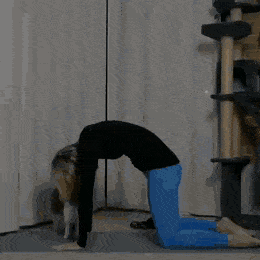 주인이랑 같이 요가하는 냥이 | 인스티즈