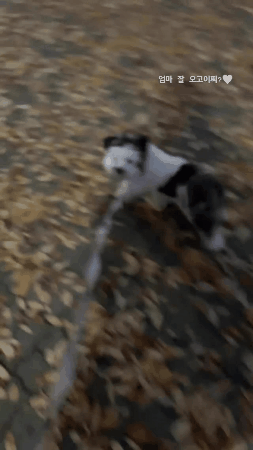 🐶"엄마 잘 따라오고 있지???" | 인스티즈