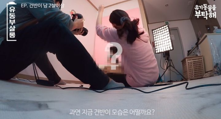 강쥐 건반이의 미용 전/후.jpg | 인스티즈